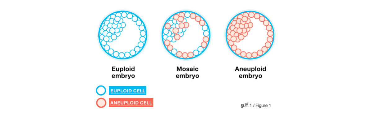 What Is Mosaicism And How Does It Affect Pregnancy Jetanin